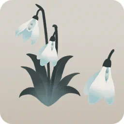 色褪せたスノードロップの木